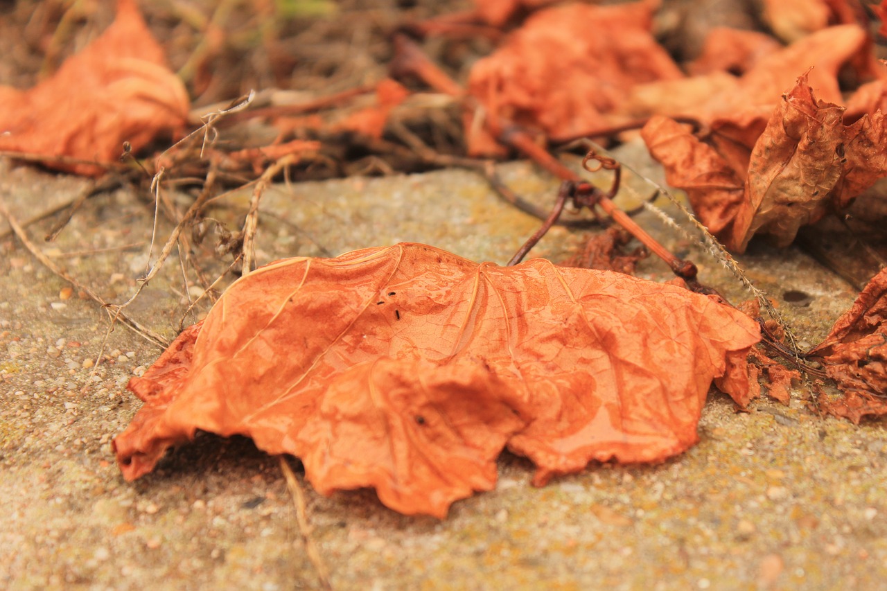 inherit orange leaves free photo