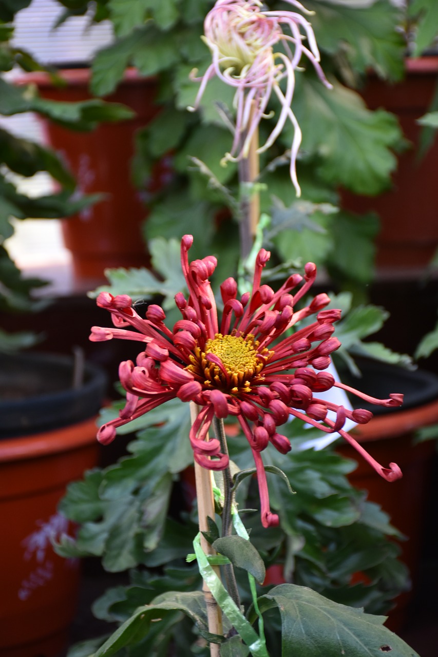ink chrysanthemum  crimson  plant free photo