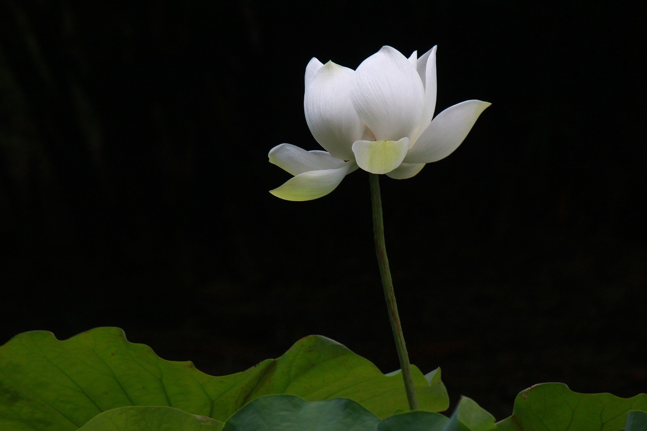 ink painting lotus flower free photo