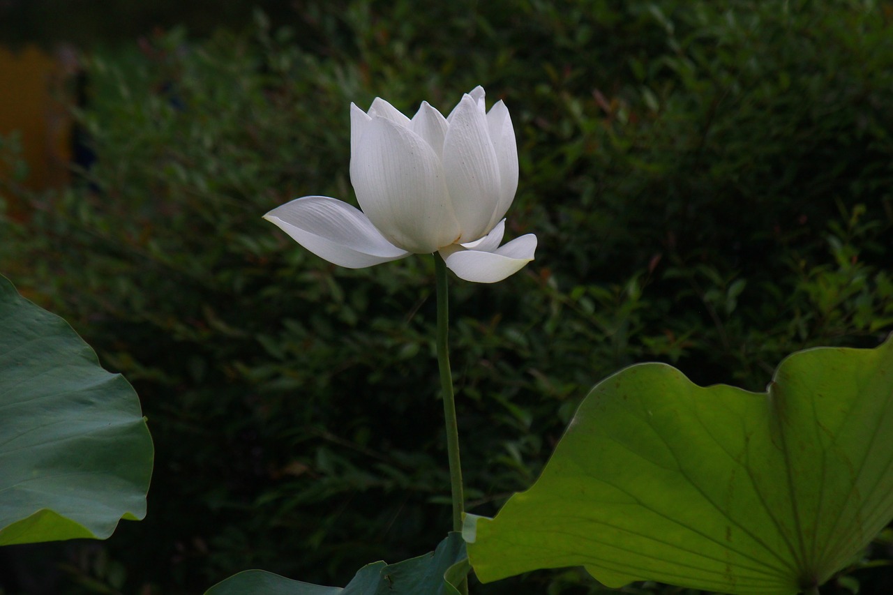 ink painting lotus flower free photo