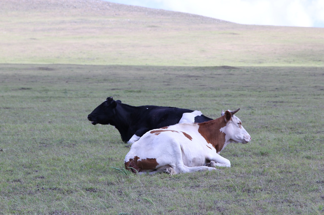 inner mongolia prairie dairy cow free photo