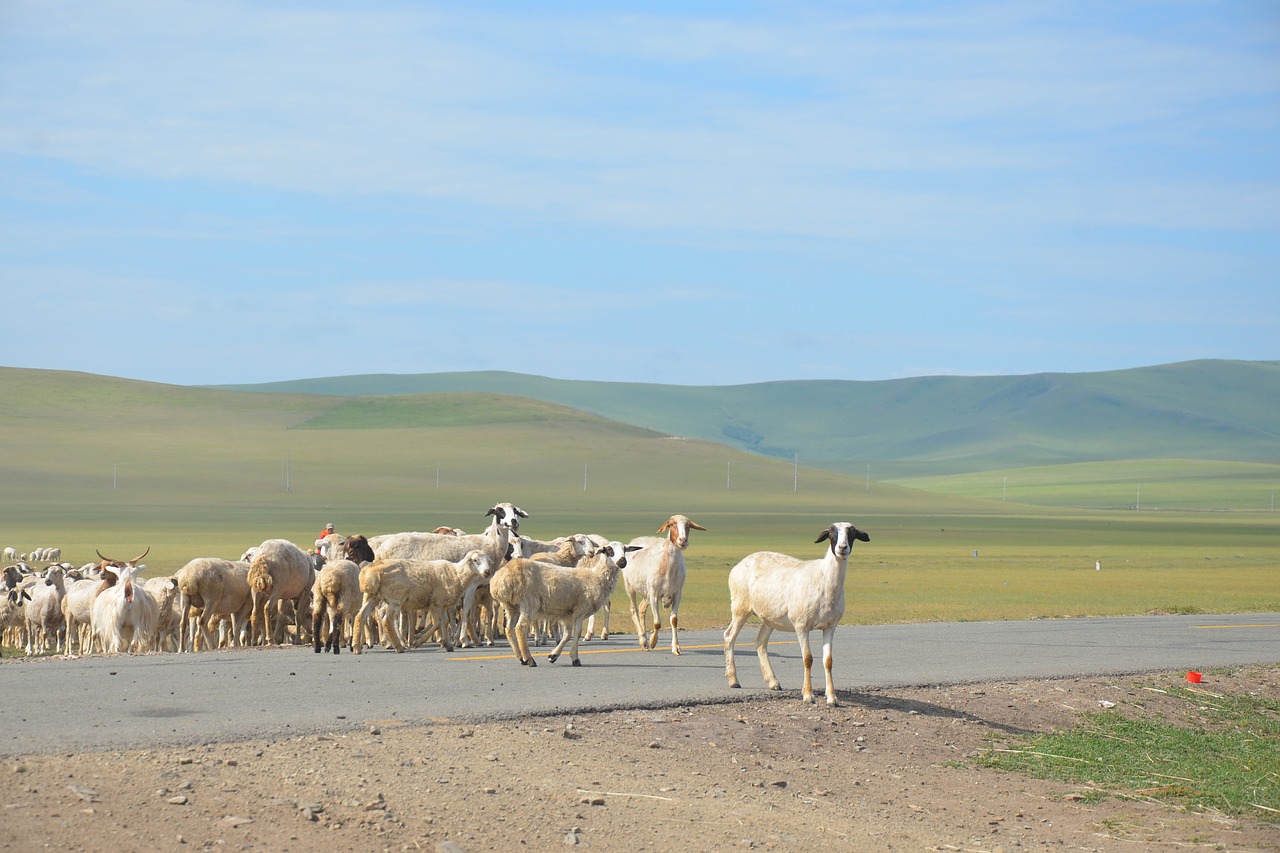 inner mongolia the flock free pictures free photo