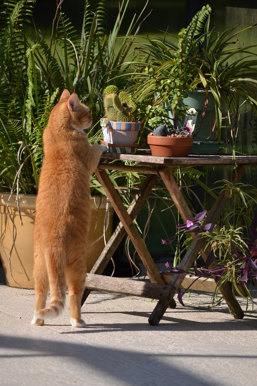 inquisitive cat cat standing on hind legs curious free photo