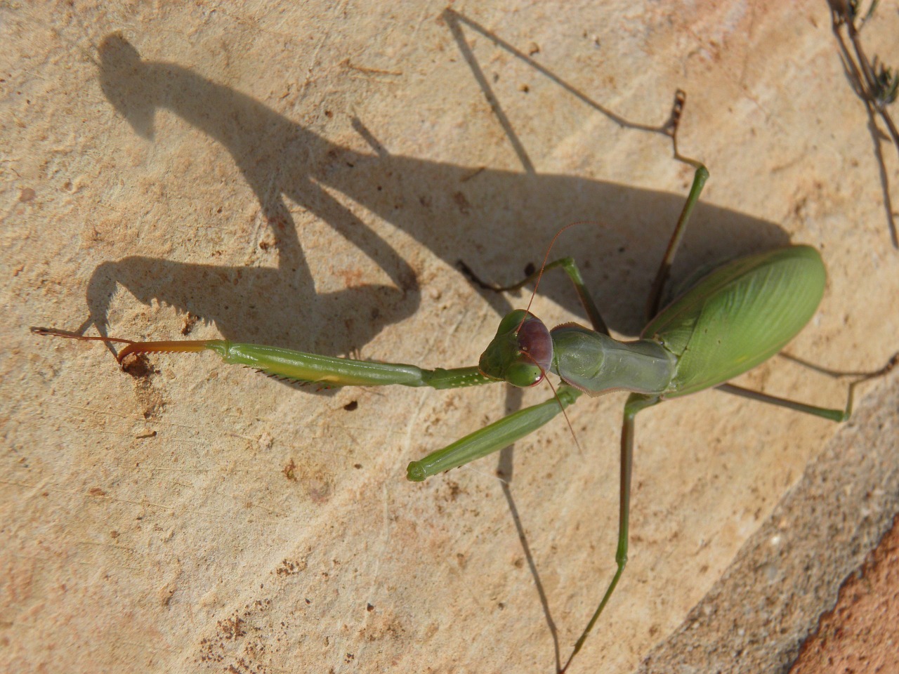 insect praying mantis mantid free photo