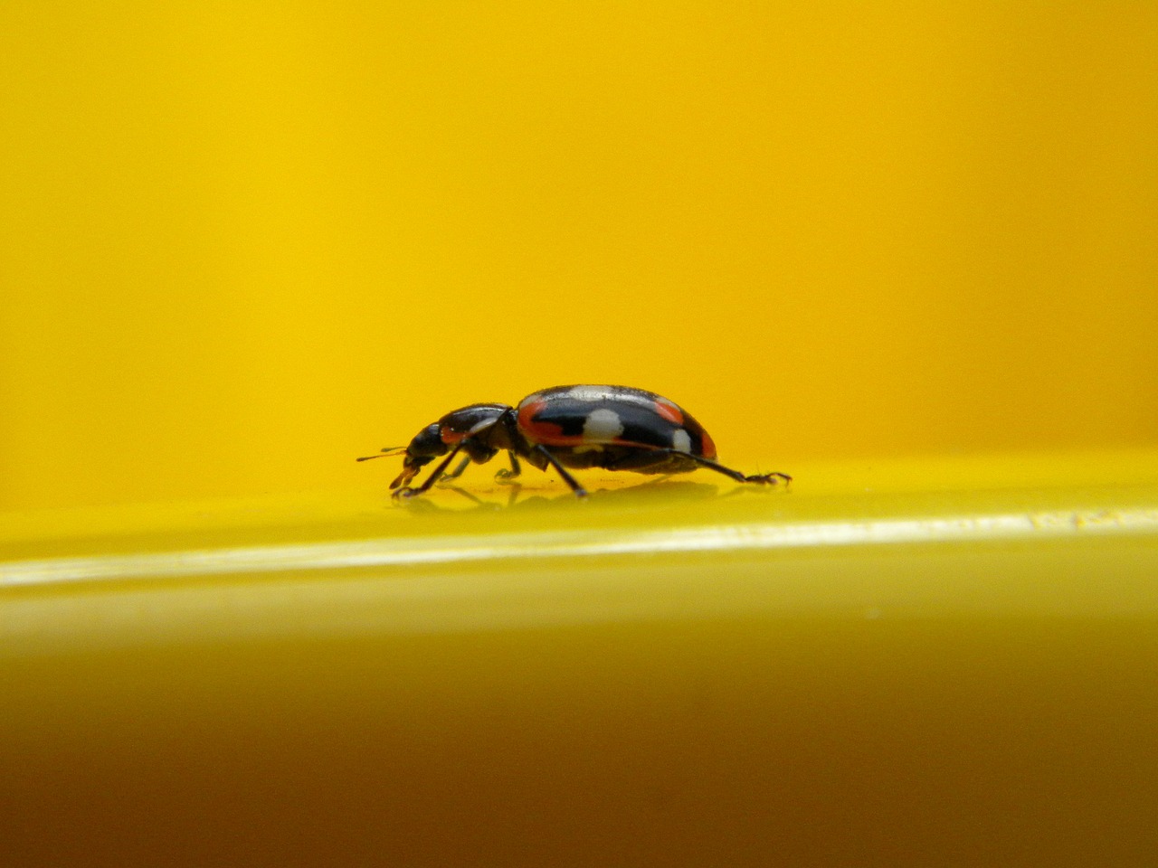 insect ladybug detail free photo