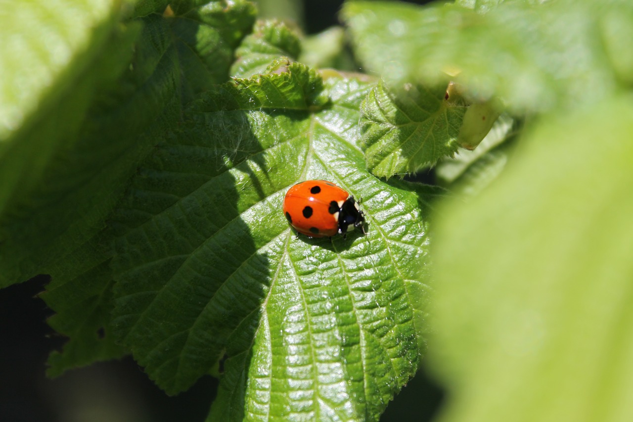 ladybug insect nature free photo