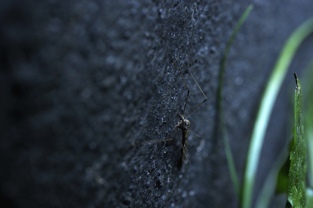 insect mosquito insect on the wall free photo