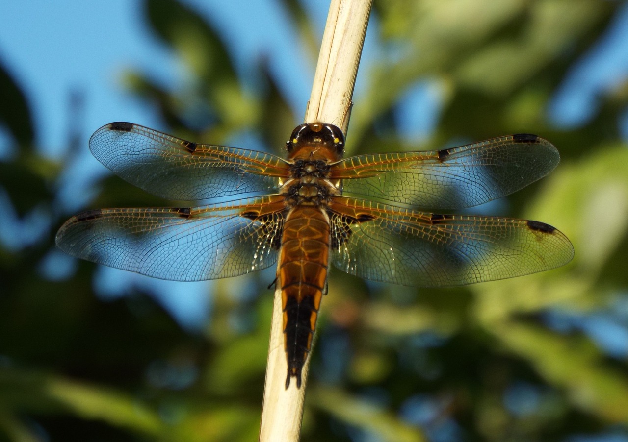 dragonfly wildlife bug free photo