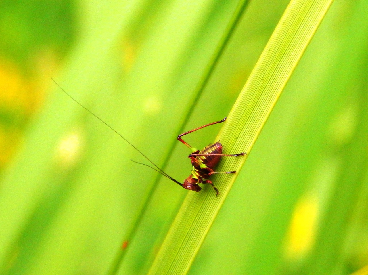 insect invertebrate cricket free photo