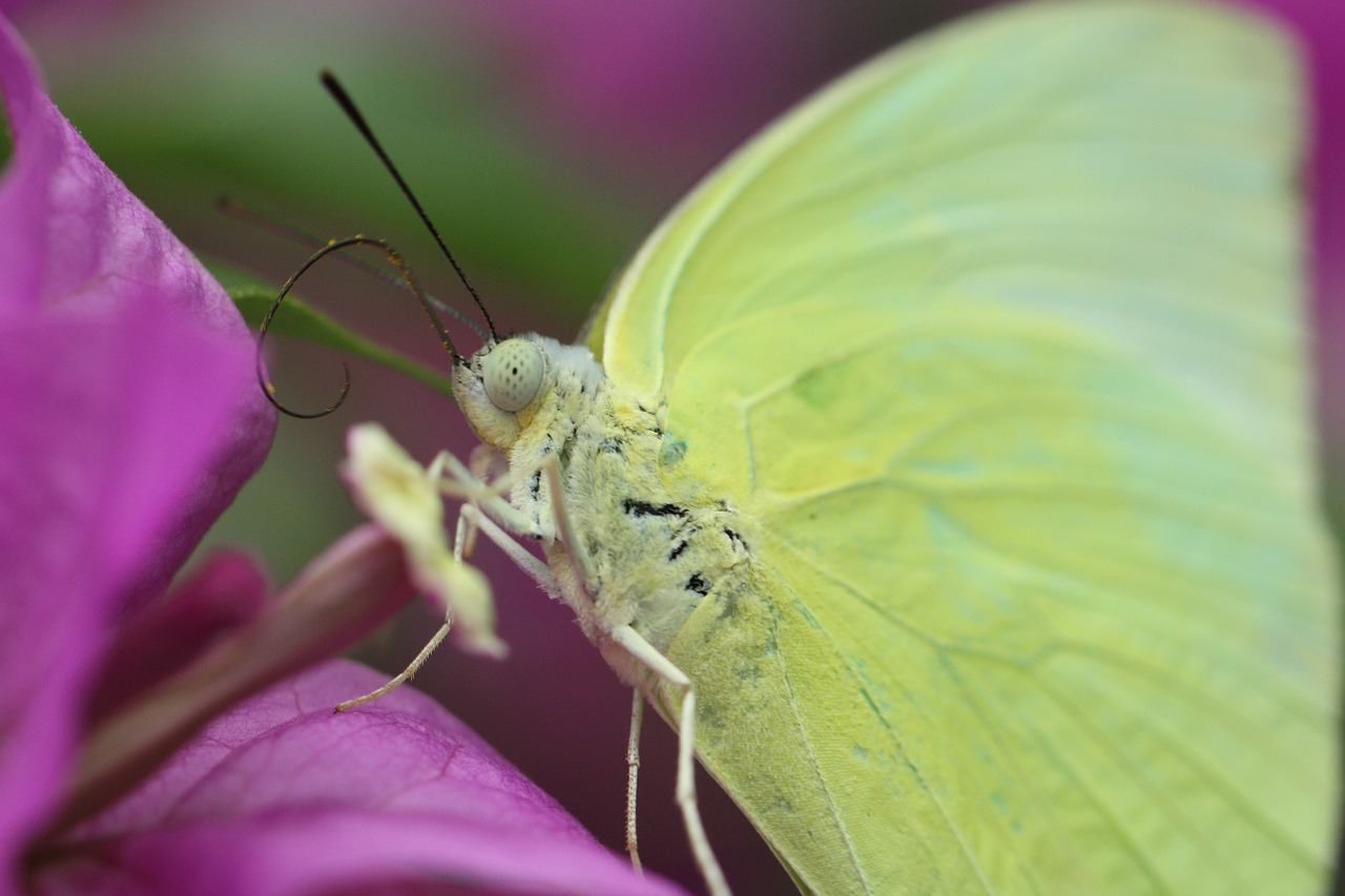 insect macro butterfly free photo