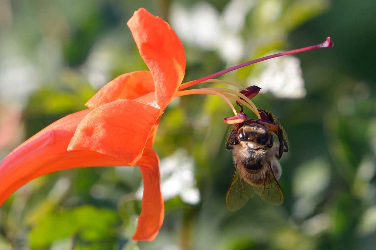 insect nature flower free photo