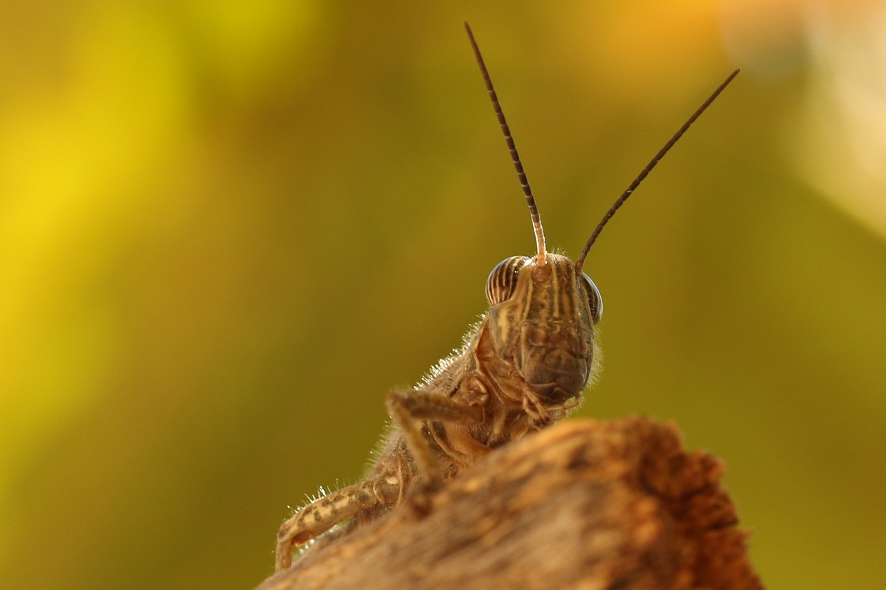 insect grasshopper macro free photo