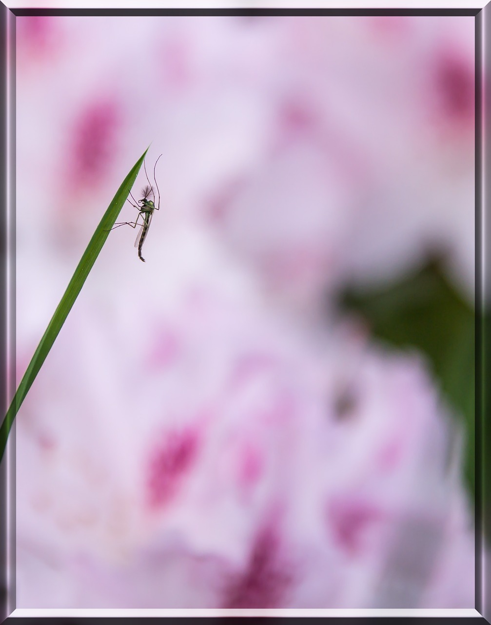 insect blade of grass nature free photo