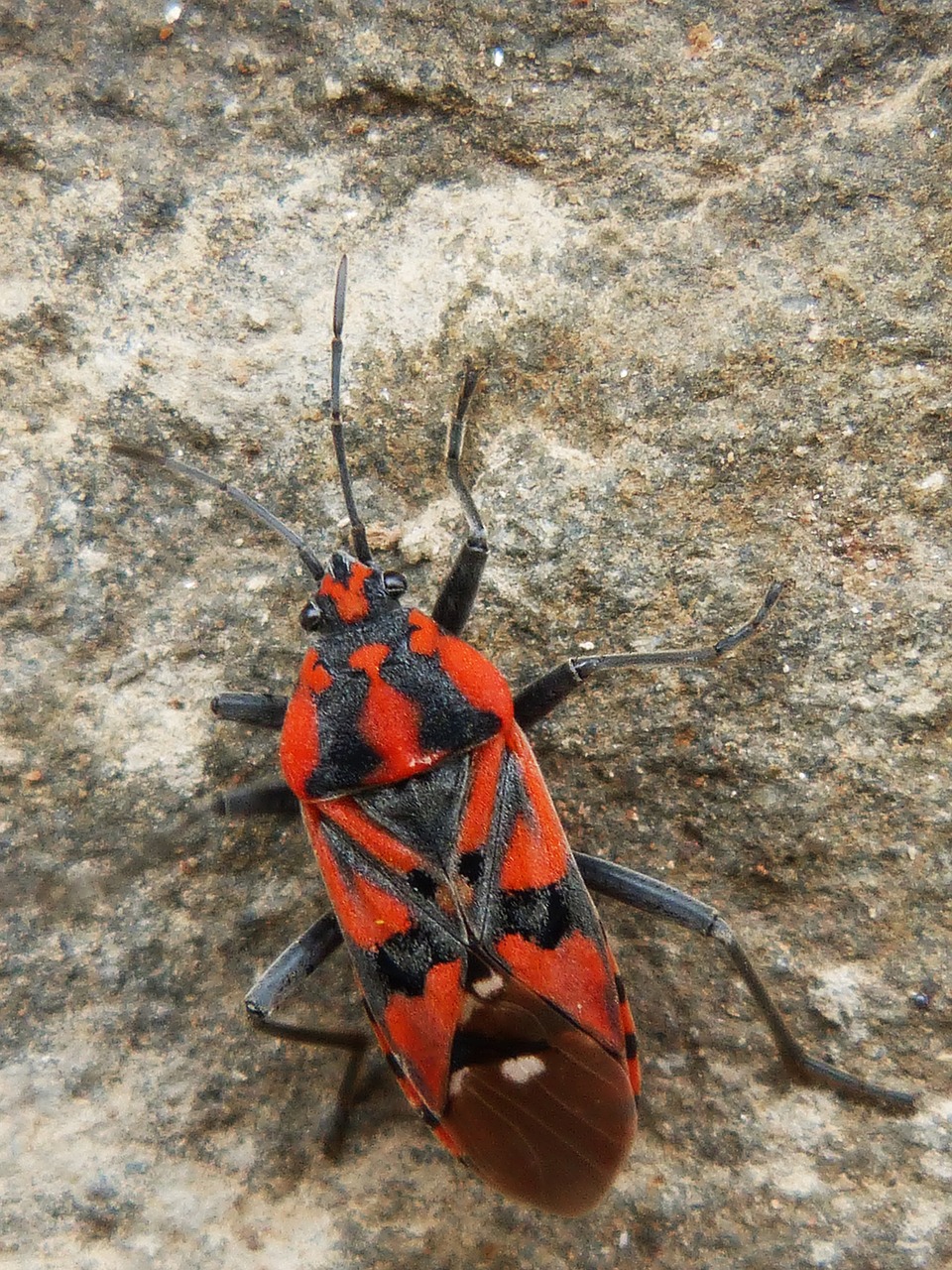 insect beetle arthropod free photo