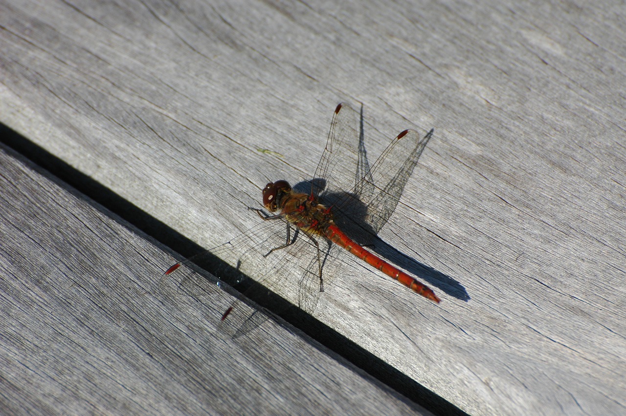 dragonfly insect nature free photo