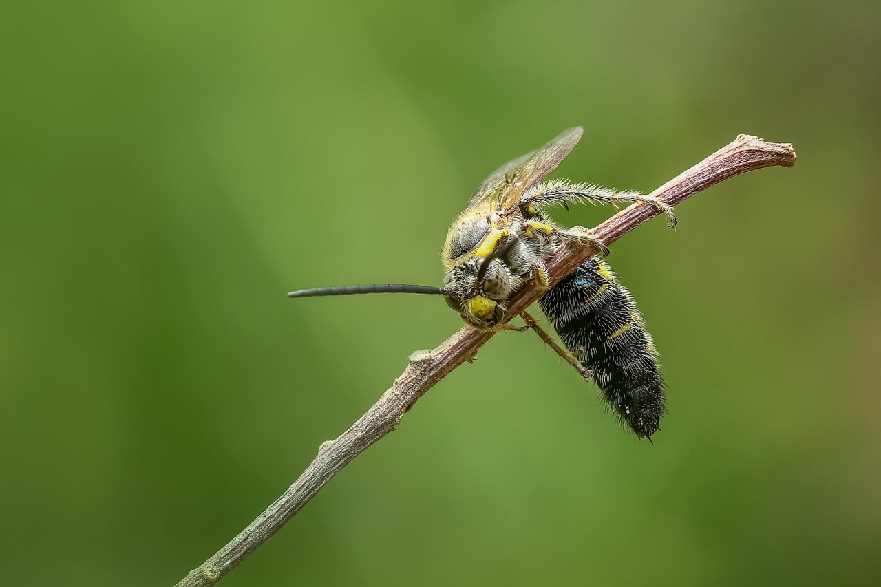 wasp hornet insect free photo