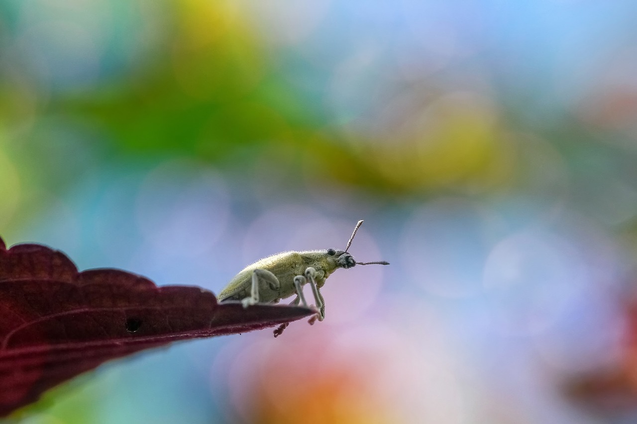 insect bug macro free photo