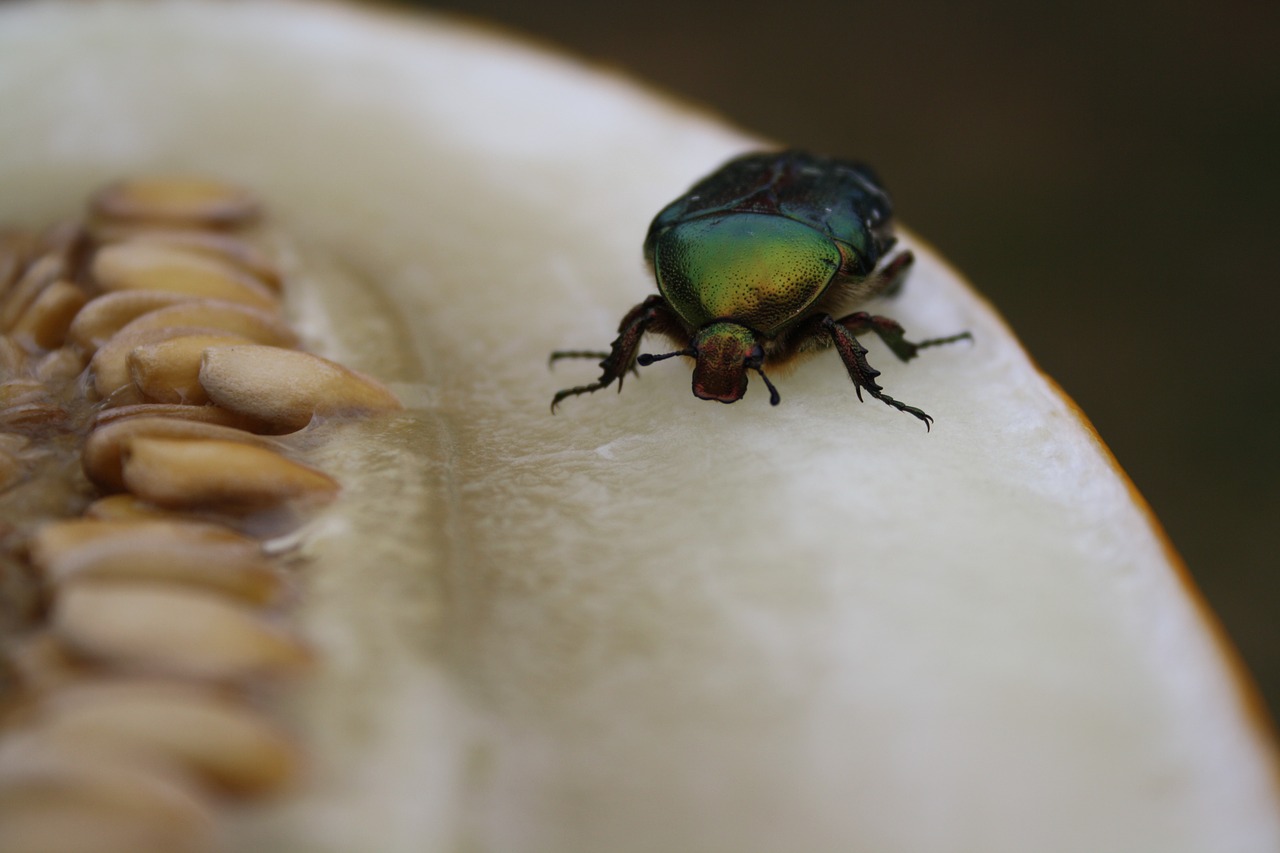 insect macro green free photo