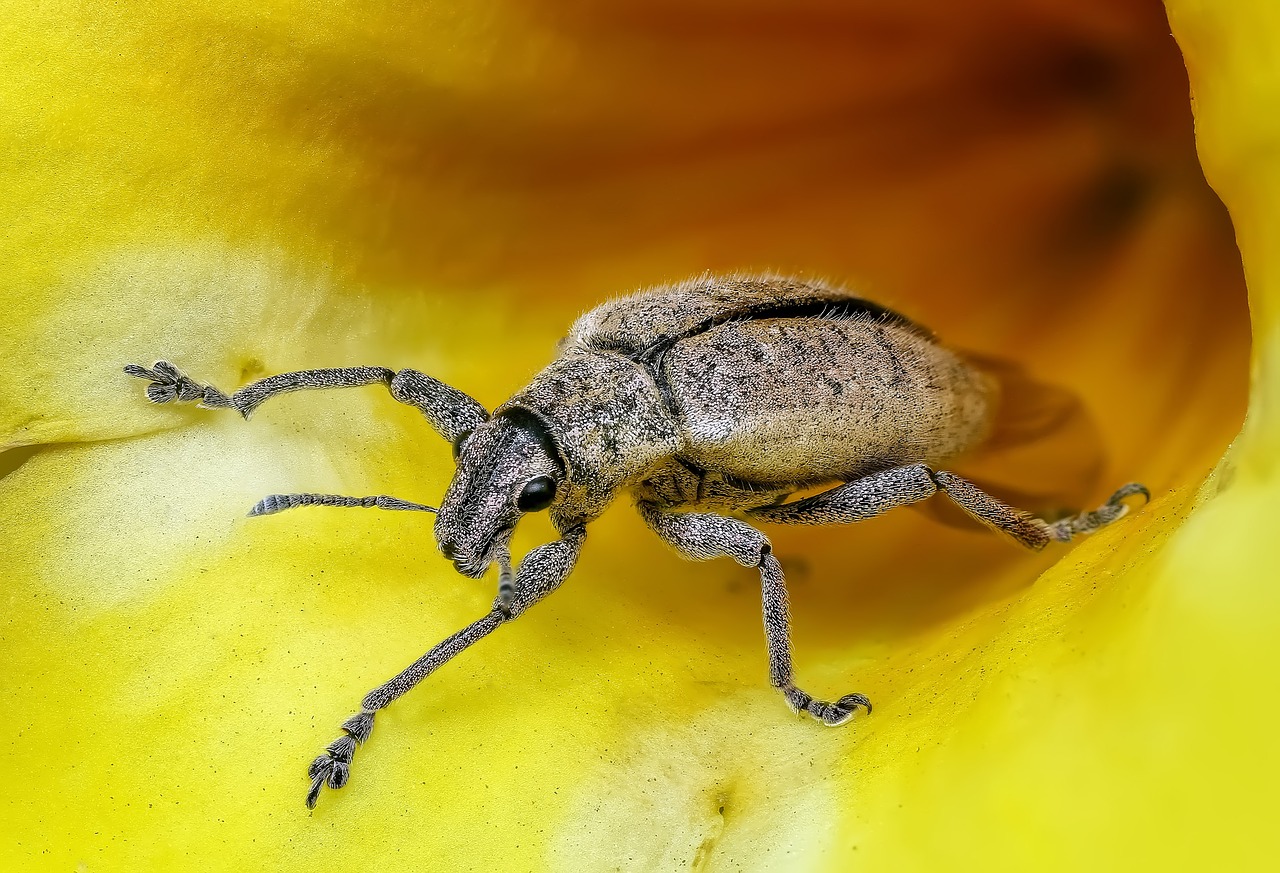 insect macro bug free photo