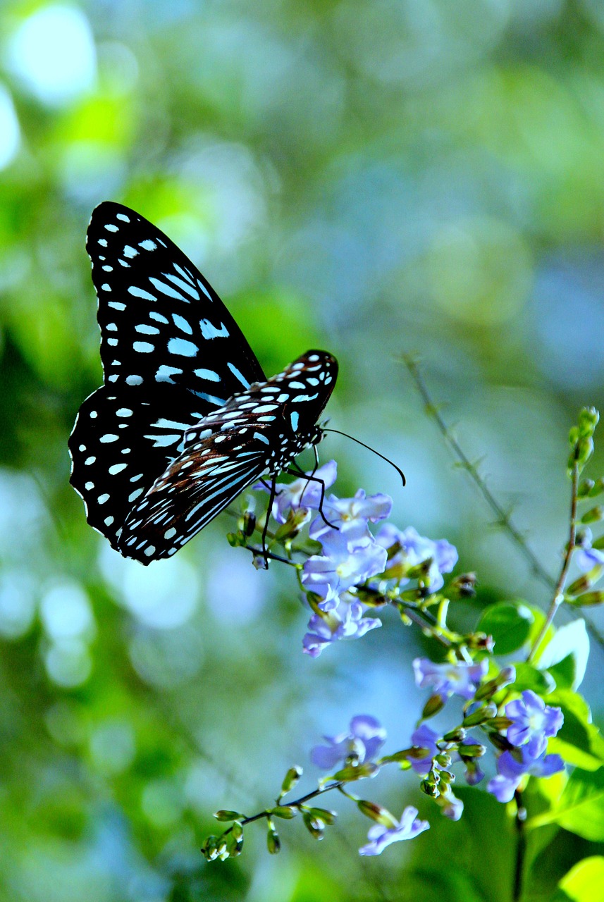 insect blue flower free photo