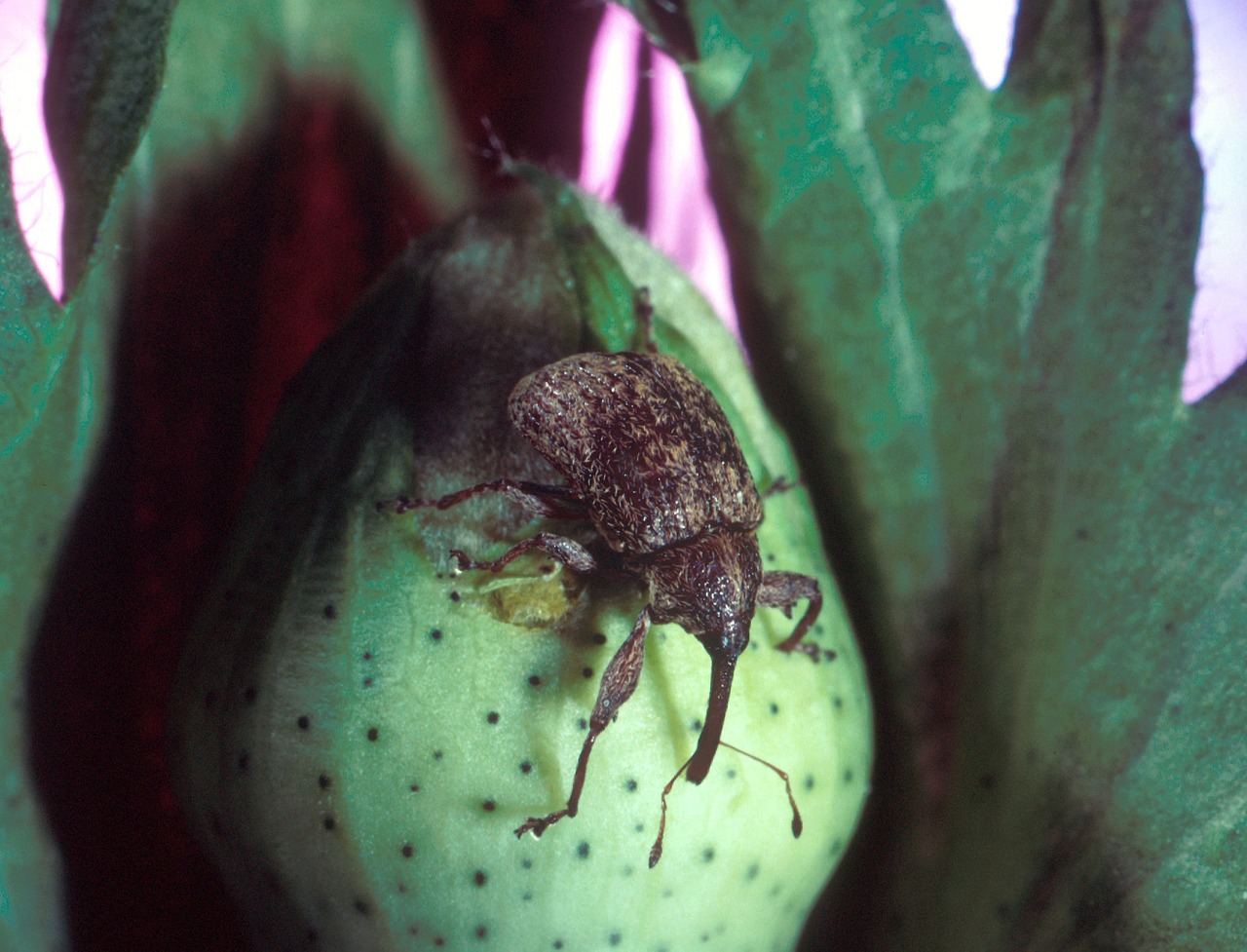 pest boll weevil destructive insect free photo