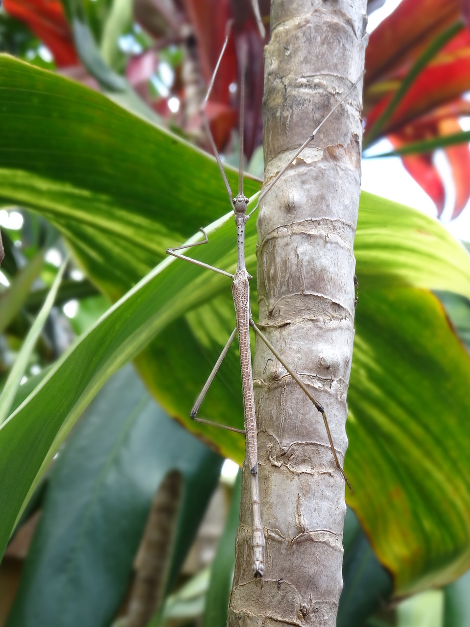 insect stick plant free photo