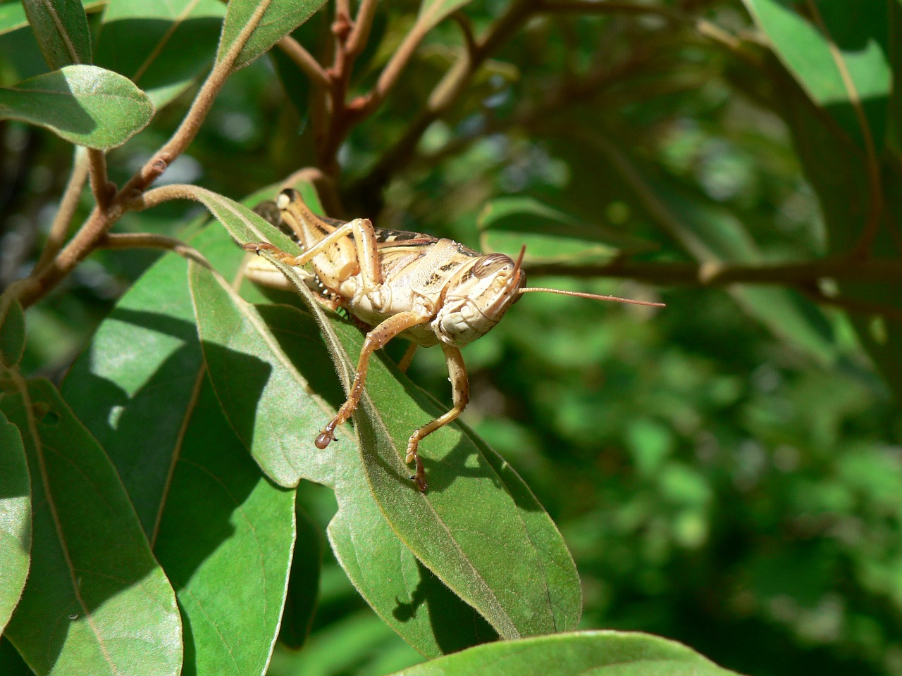 insect nature plant free photo