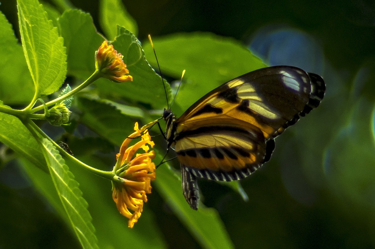 insect butterfly nature free photo