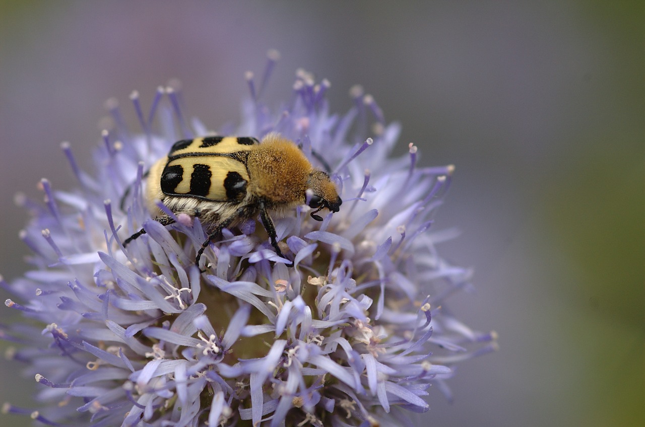 insect bug bee beetle free photo