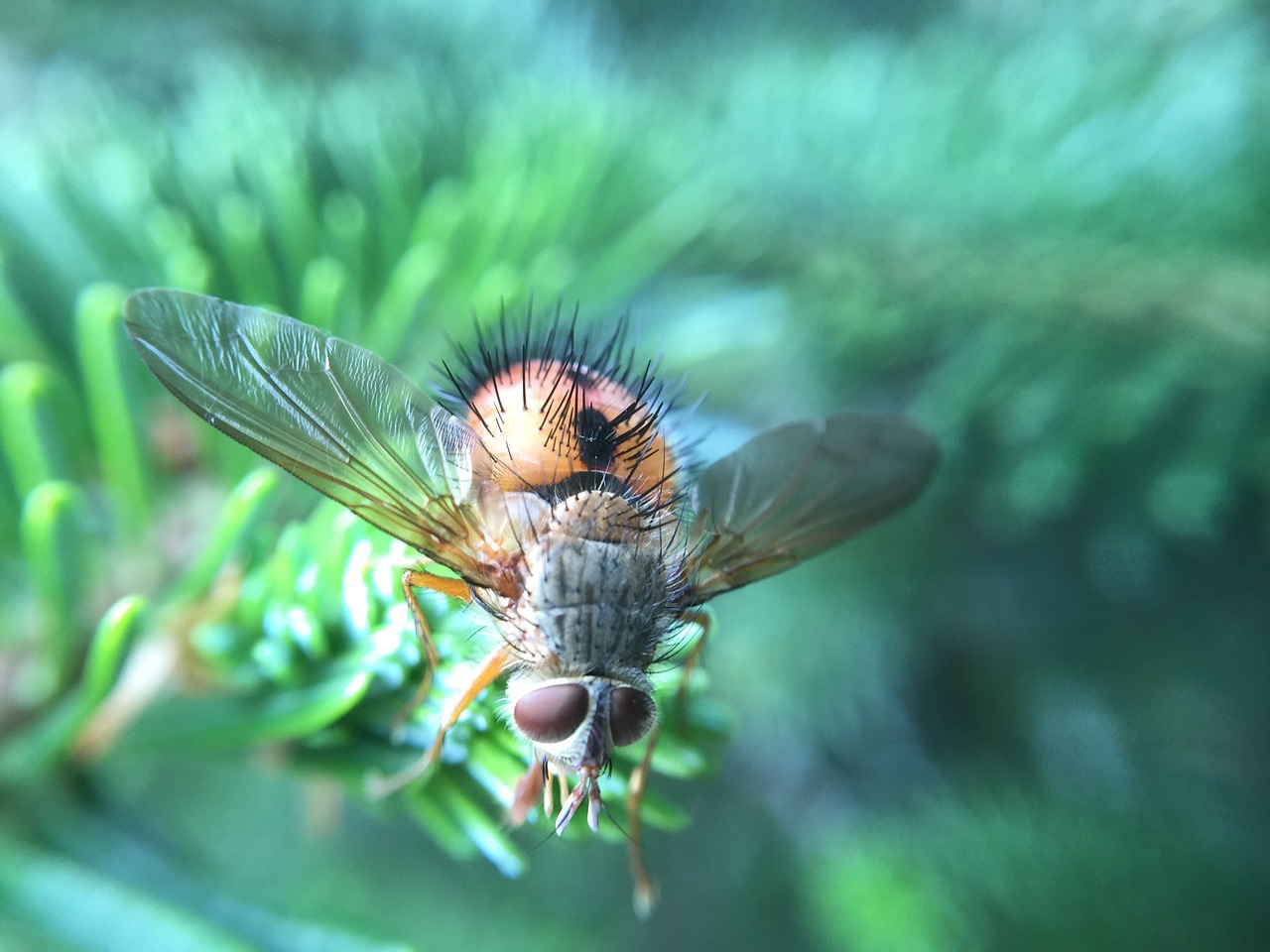 insect wings nature free photo