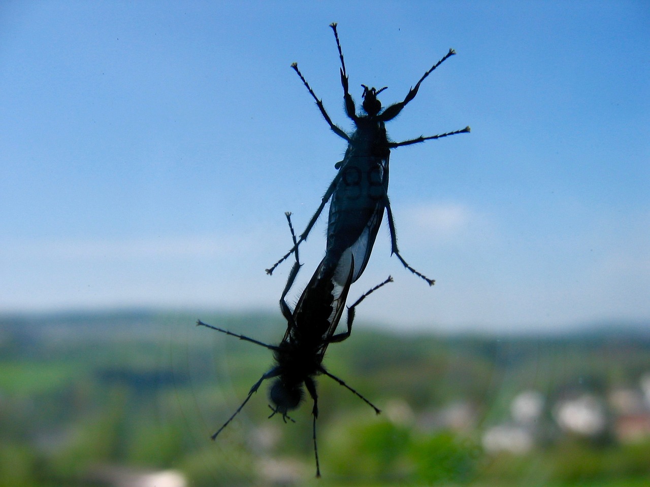 insect window nature free photo