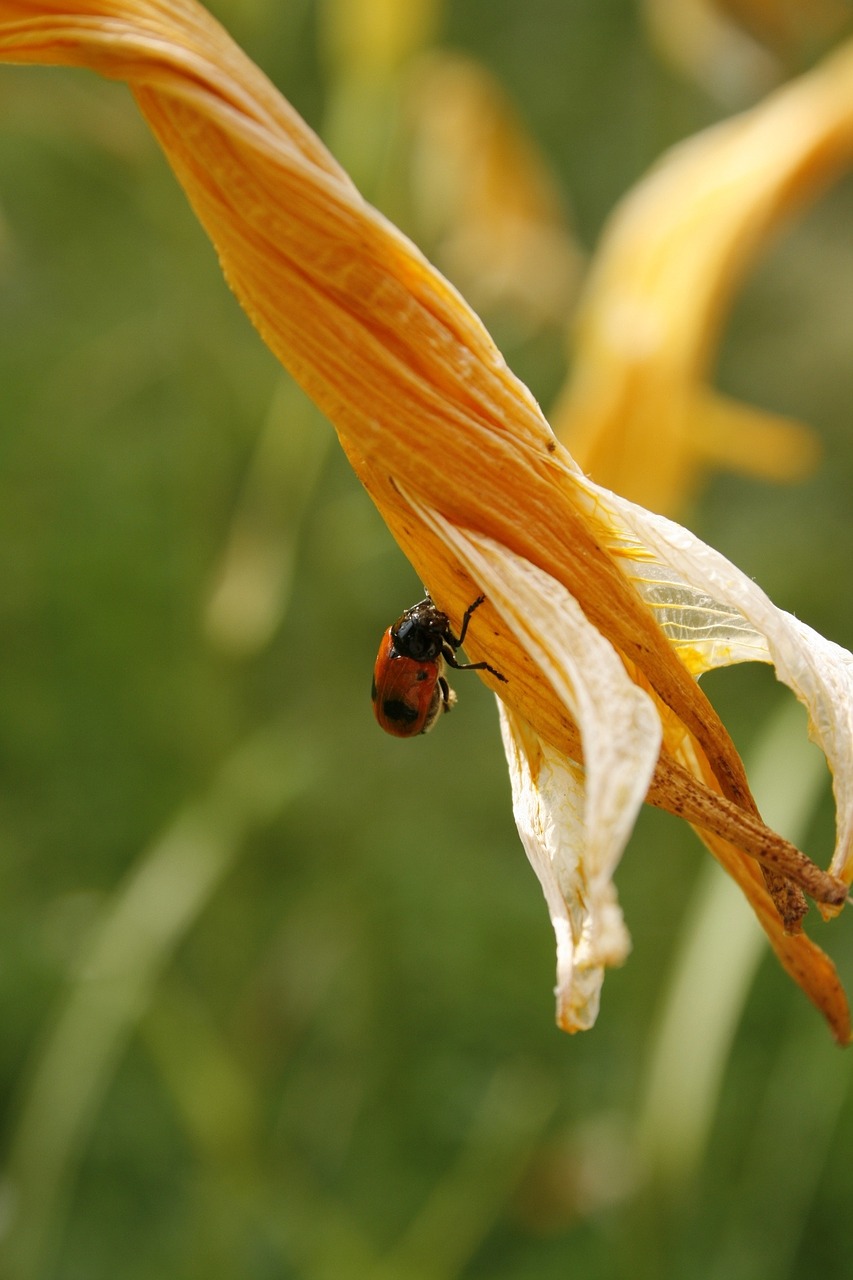 insect lys wilted flower free photo