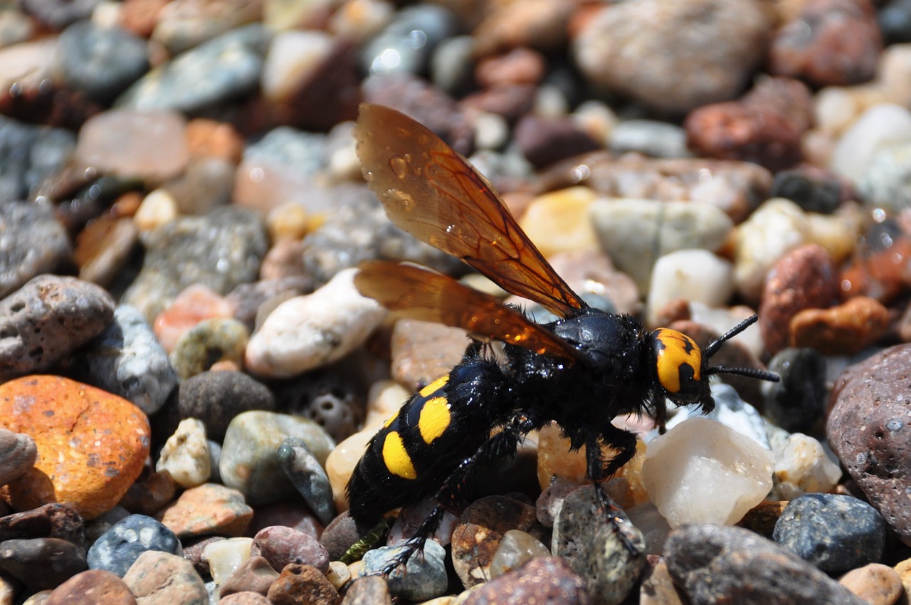 insect bee wasp free photo