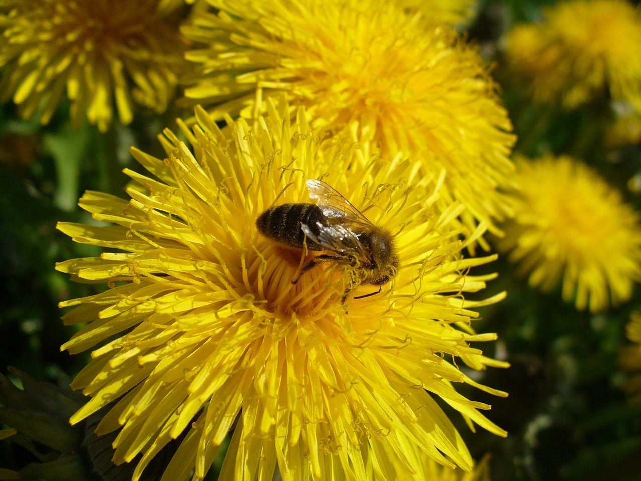 insect flower yellow free photo