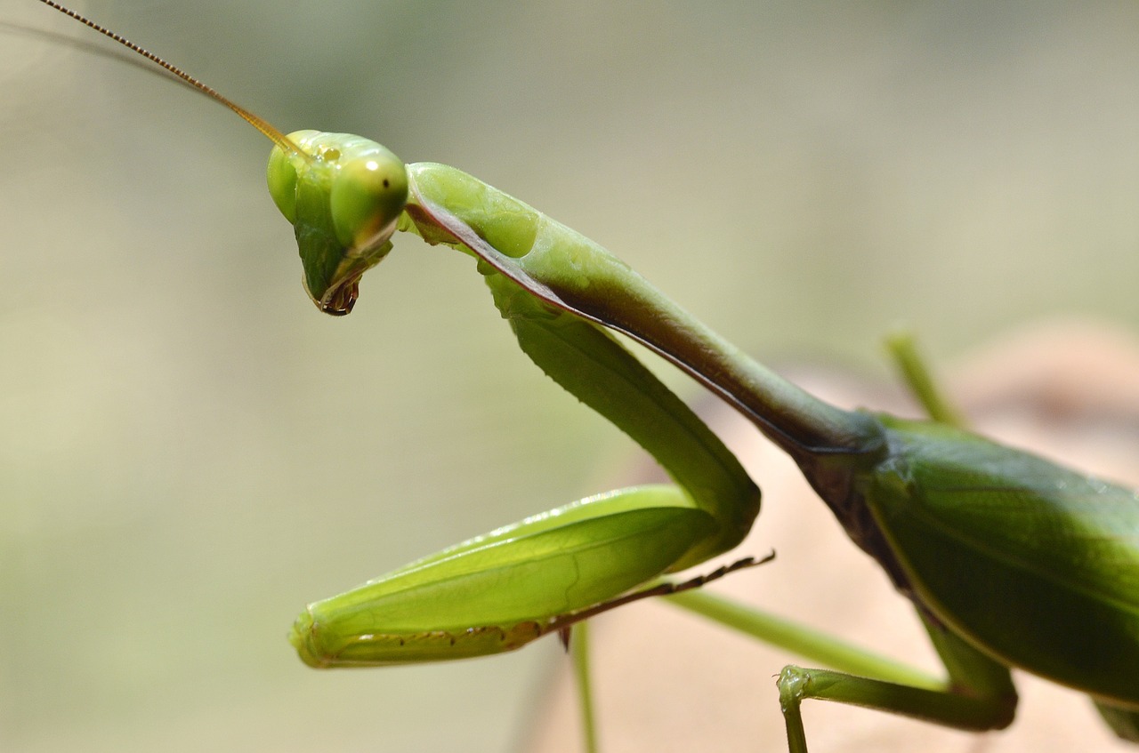 insect macro grasshopper free photo