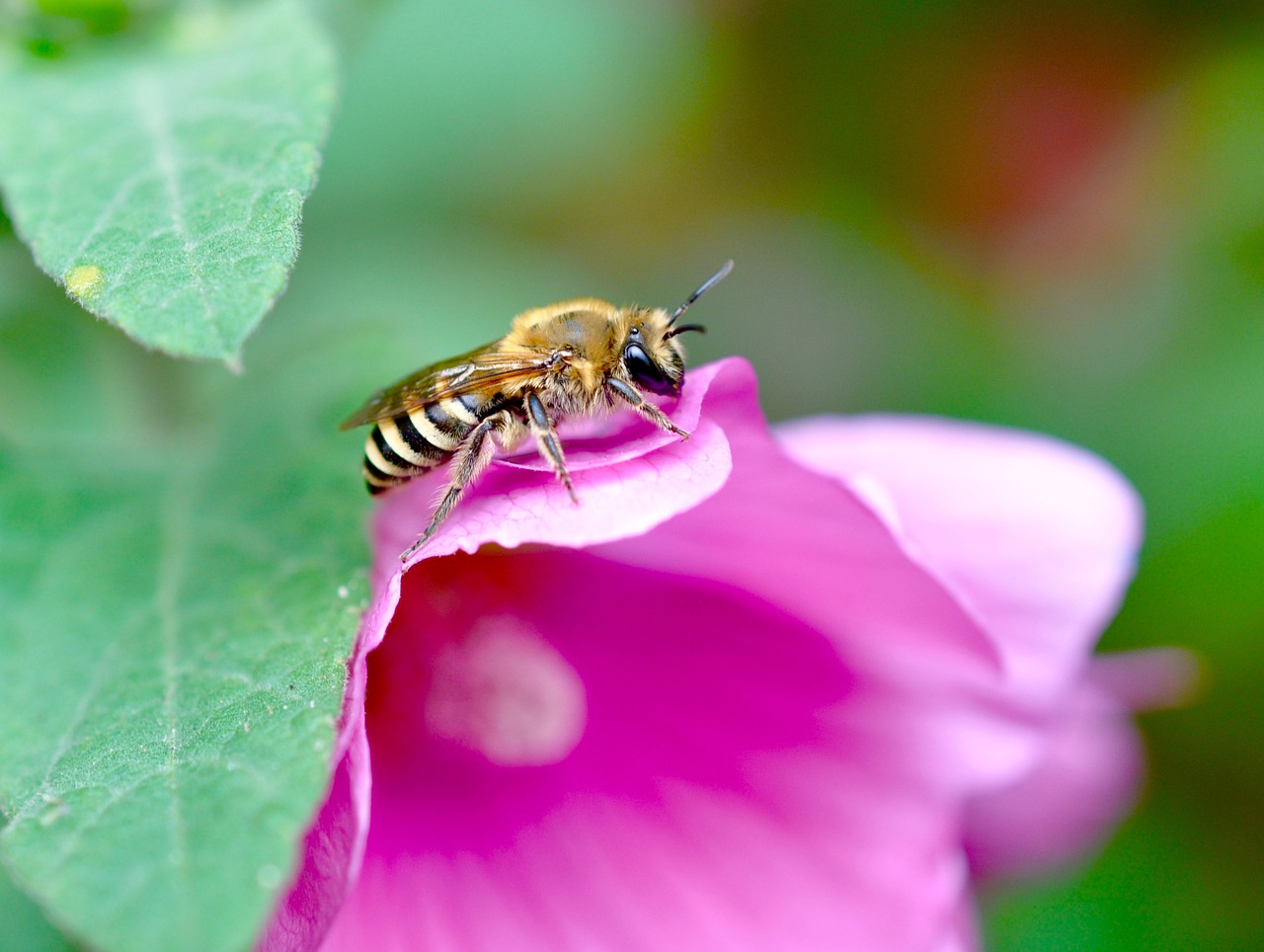 insect nature beekeeping free photo