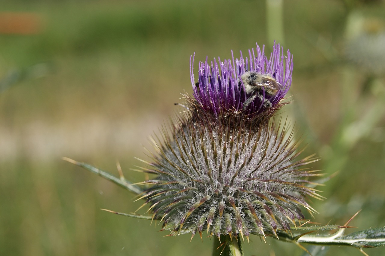 insect flower thistle free photo