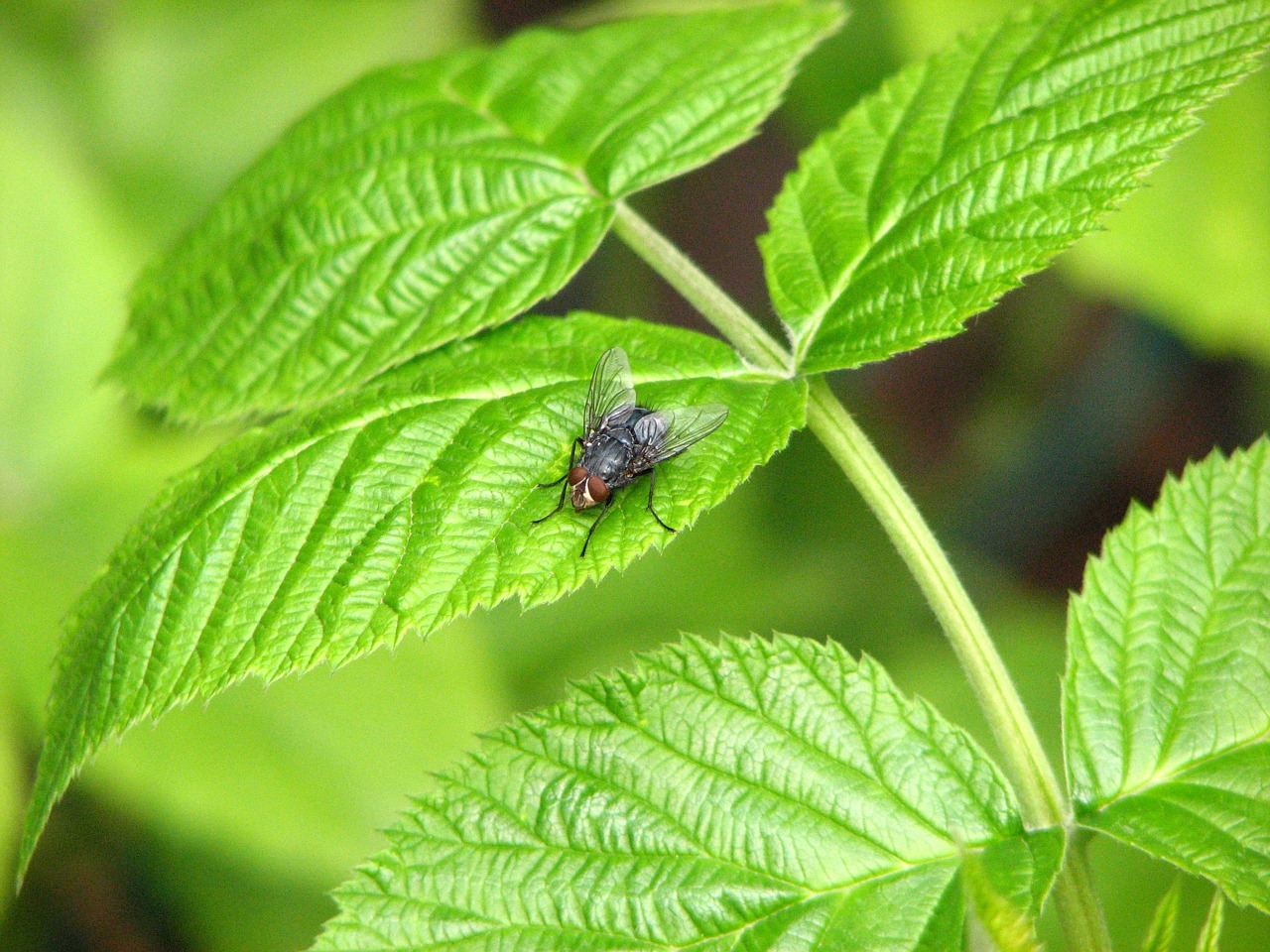 insect fly nature free photo