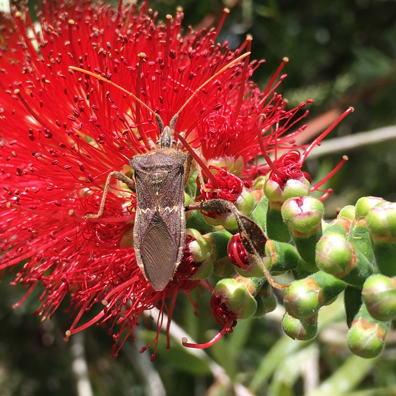 insect red flower pollen free photo