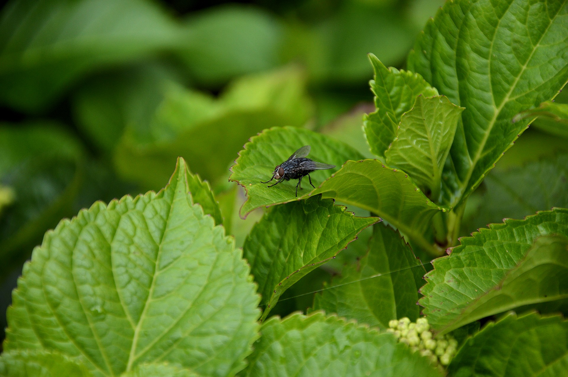 insect fly plant free photo