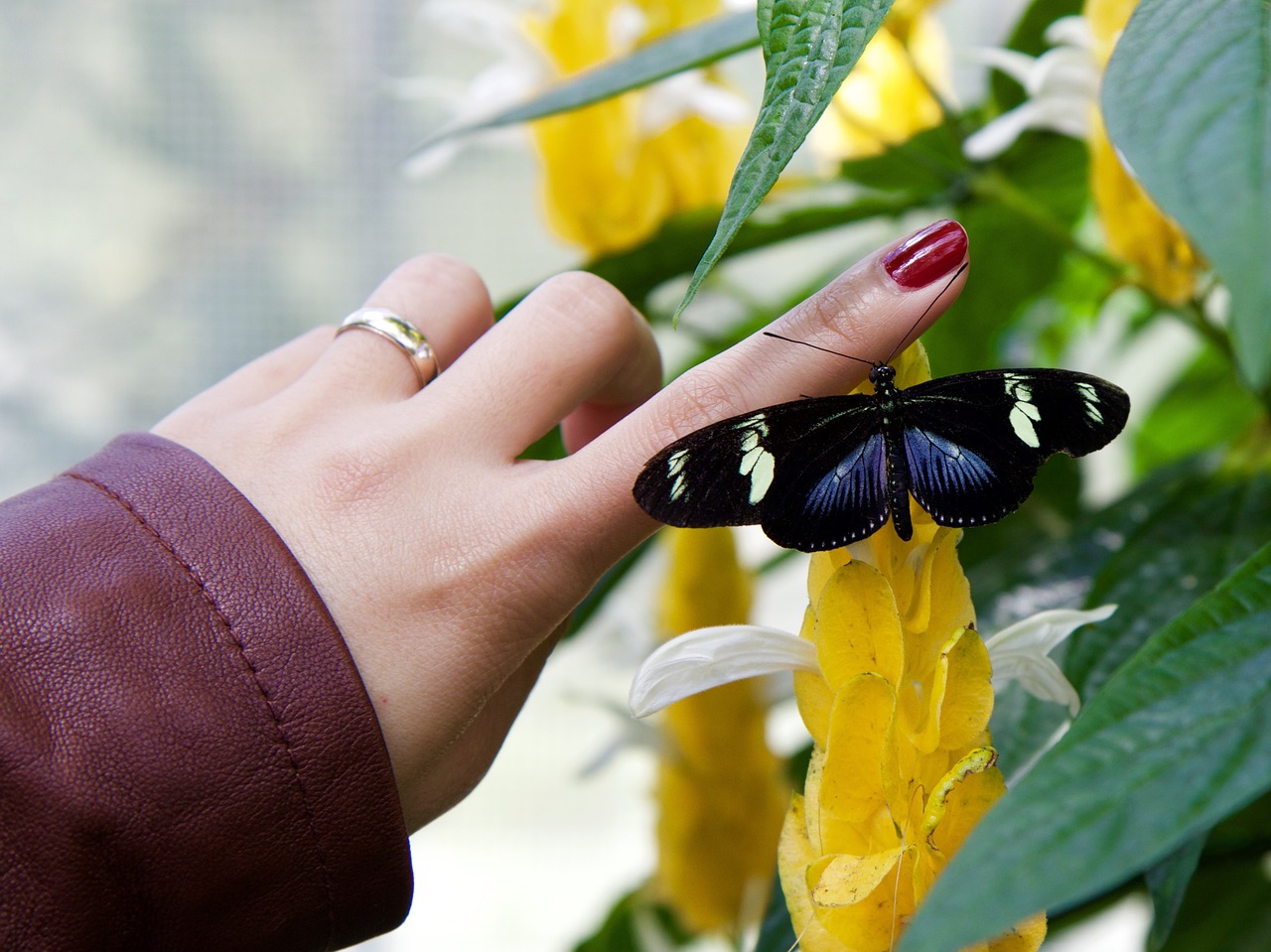insect butterfly hand free photo