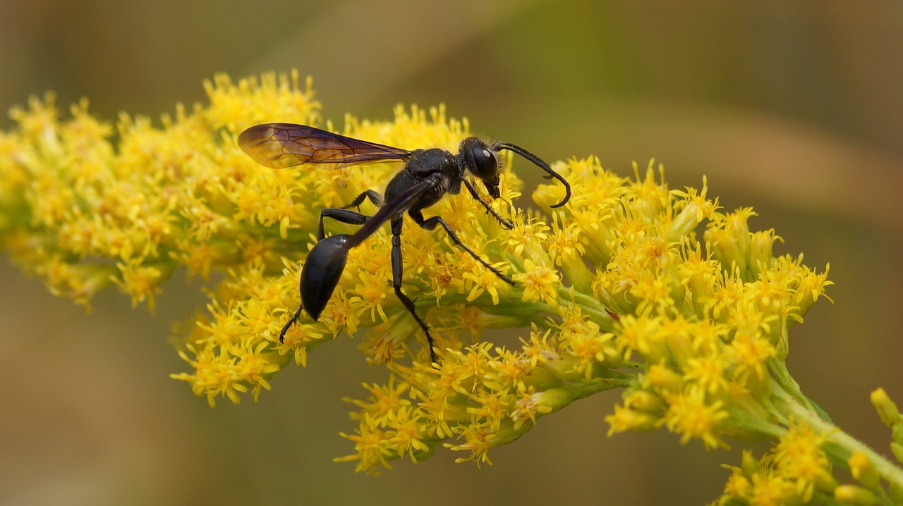 black wasp on flower free photo