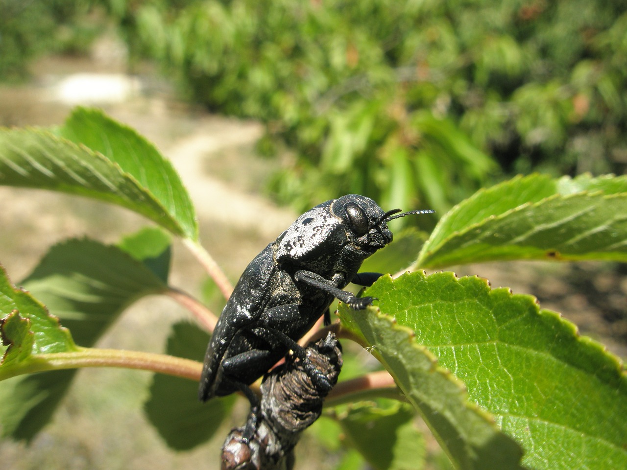 insect beetle black beetle free photo