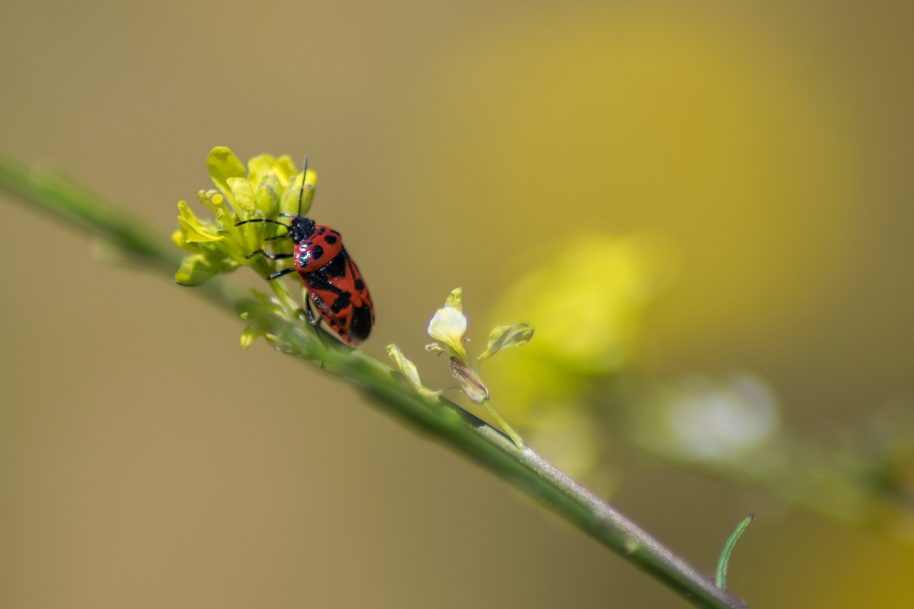 insect nature macro free photo