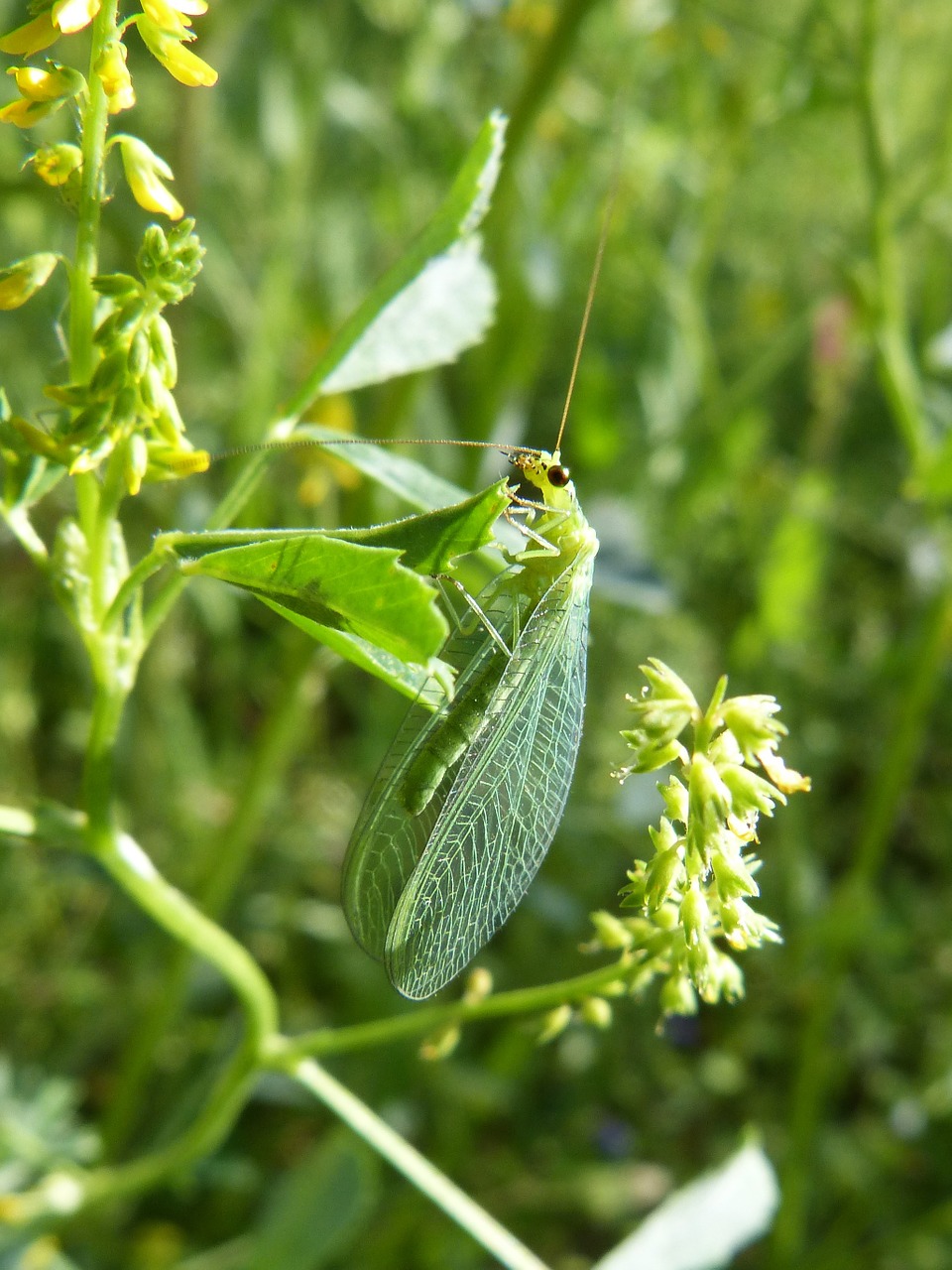 insect green bug wings free photo