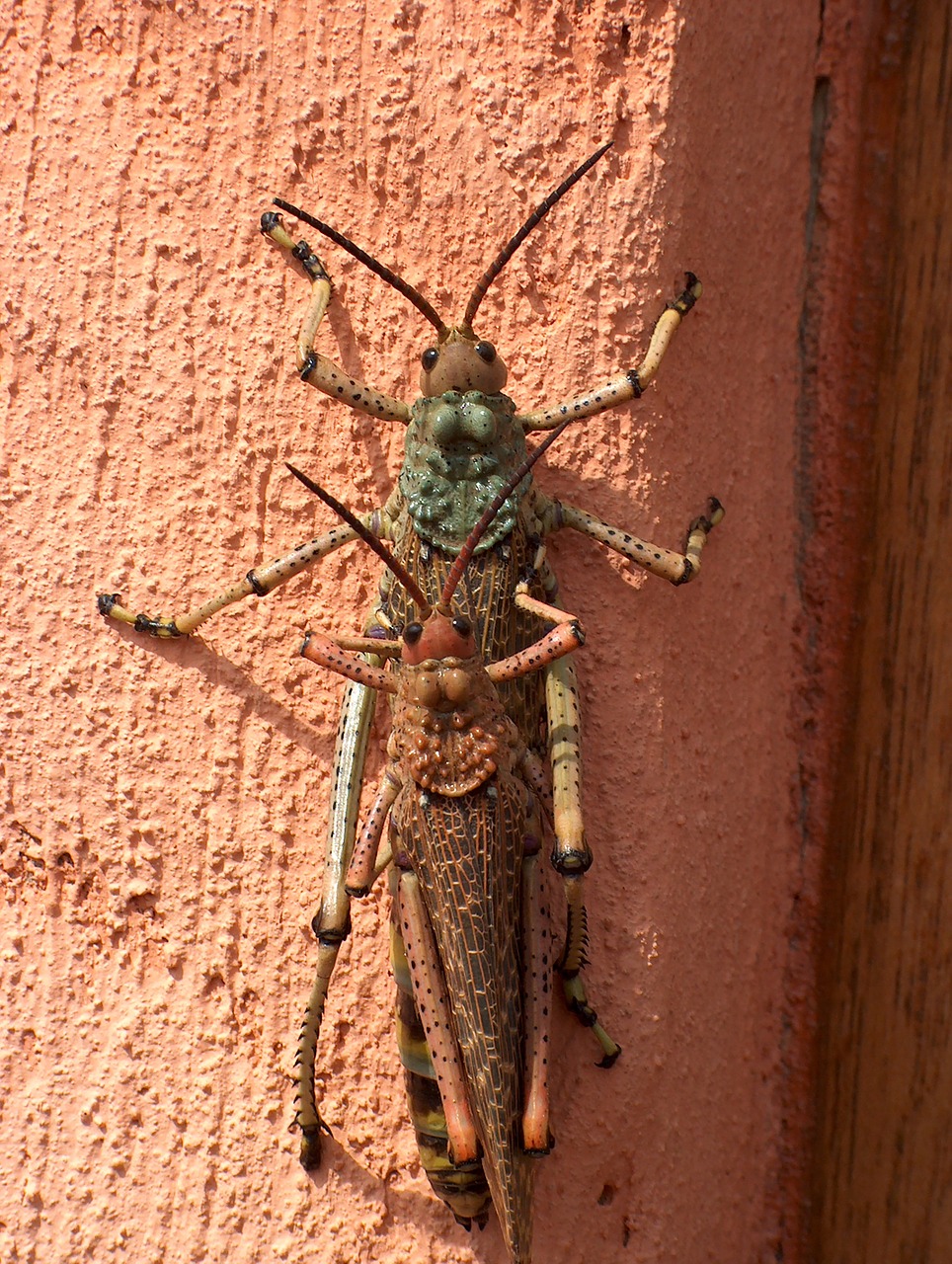 insect macro grasshopper free photo