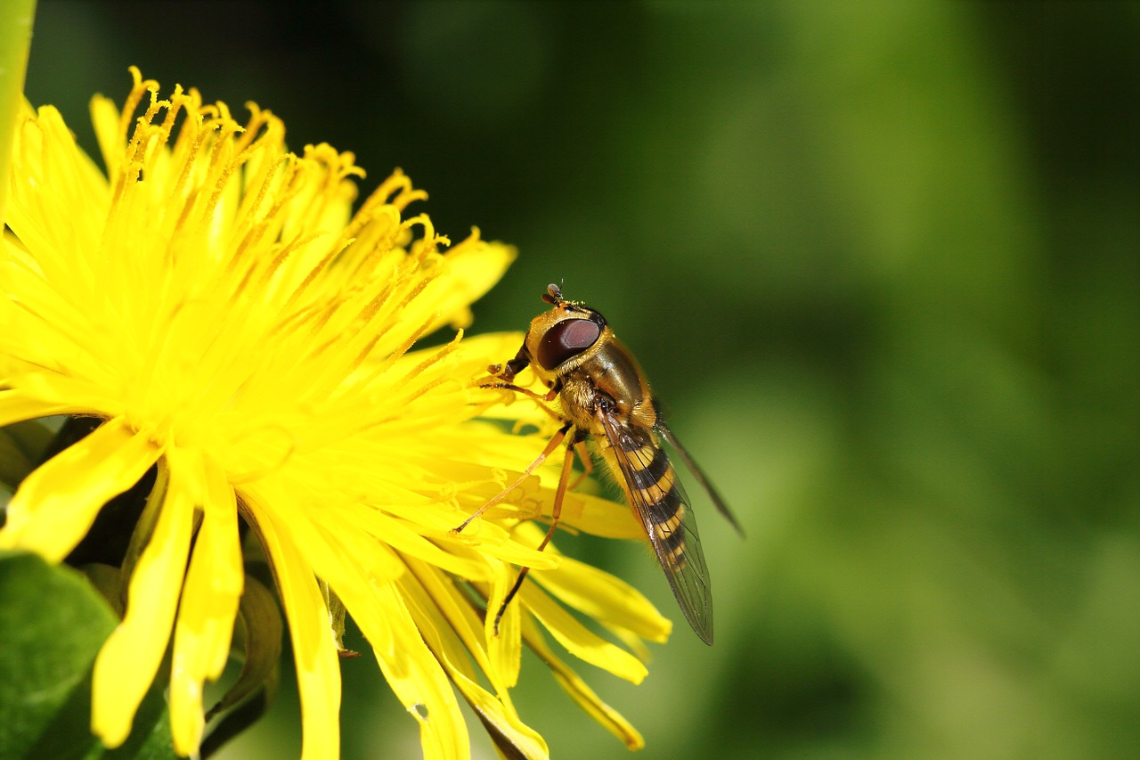 insect dandelion flower free photo