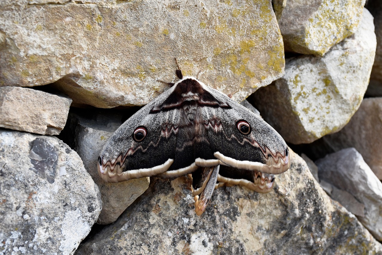 insect butterfly nature free photo