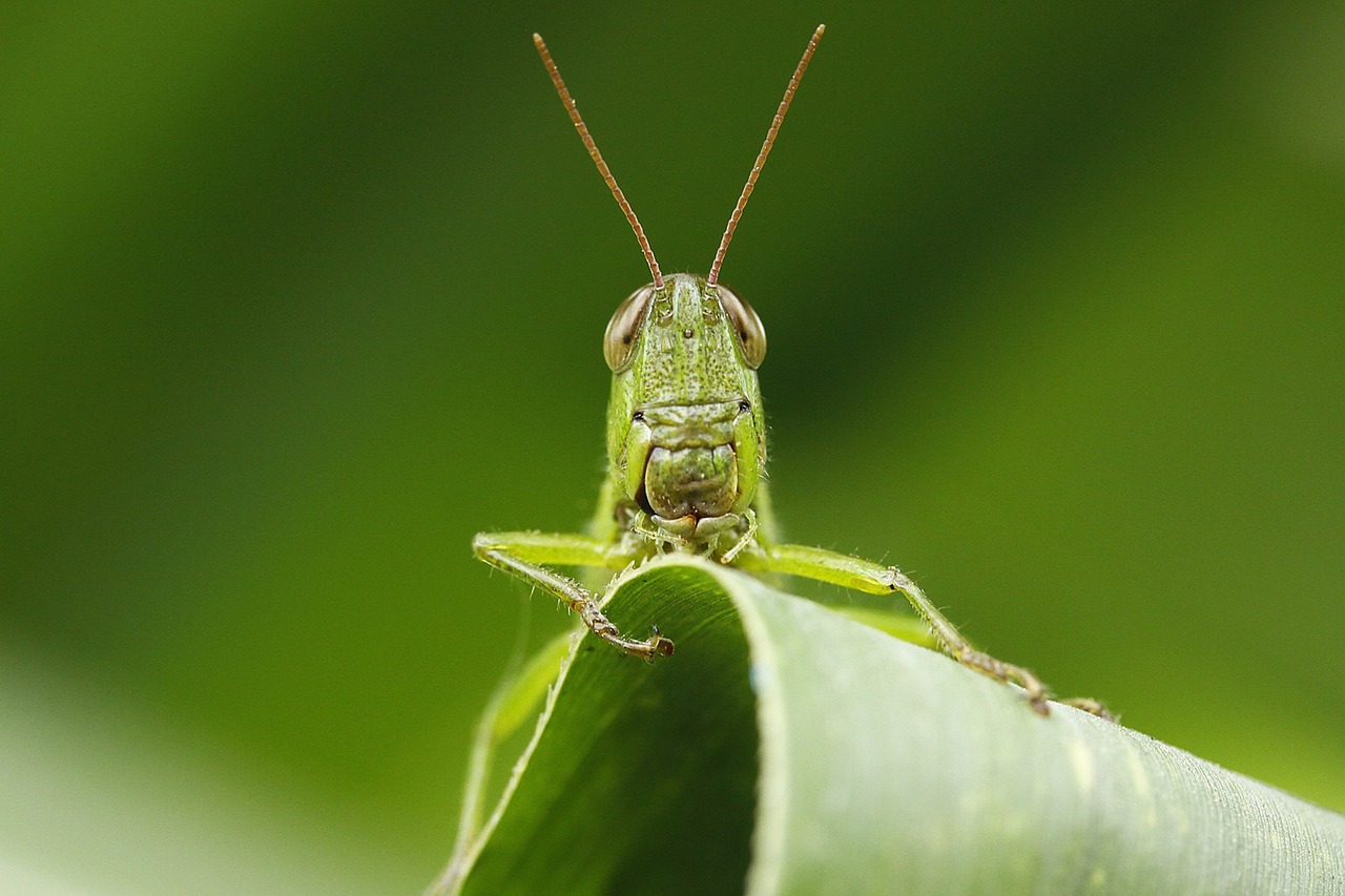 insect leaf grasshopper free photo