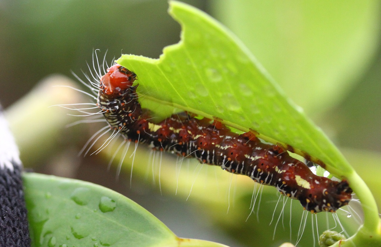 insect leaf grasshopper free photo